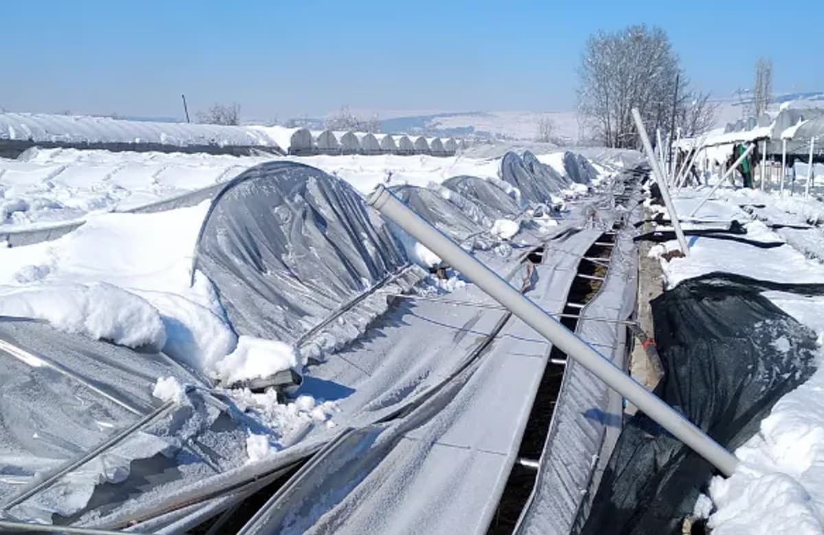 TARSİM: Üreticilere toplam 92 milyon lira hasar ödemesi yapılacak