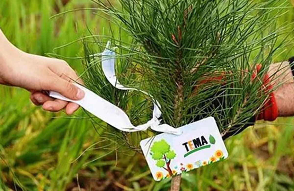 İklim değişikliğine karşı ormanlara destek: AXA’dan TEMA Vakfı’na 25 bin fidan