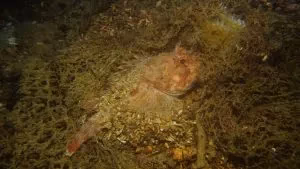 Deniz plastik çöpünün en ölümcül haline son