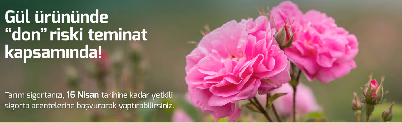 TARSİM’den gül ürününe “don” teminatı