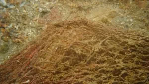 Deniz plastik çöpünün en ölümcül haline son