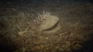 Deniz plastik çöpünün en ölümcül haline son