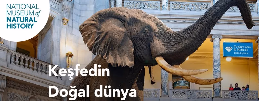 Çocuklar için hem keyifli hem öğretici 5 internet sitesi