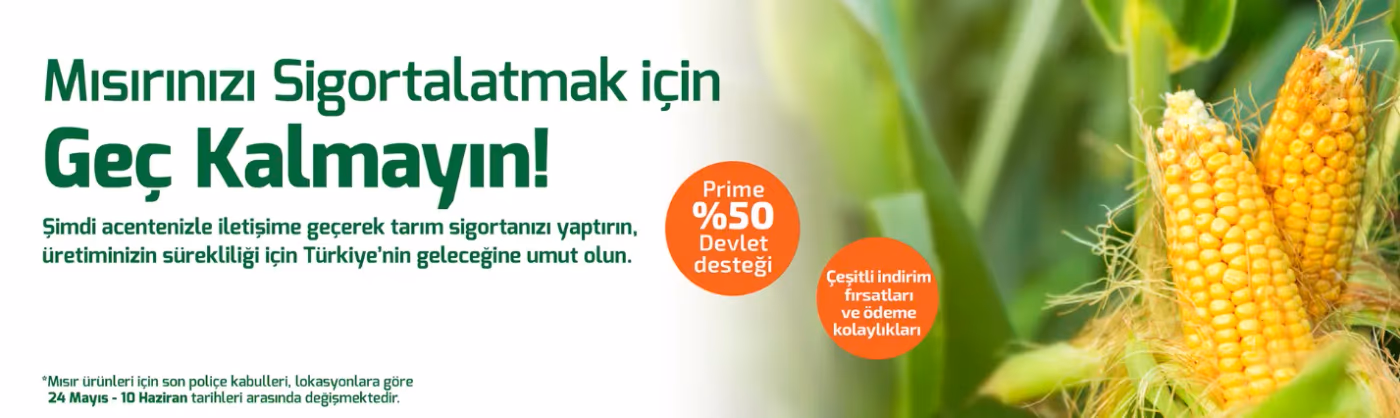 Mısır ürünü sigortası 24 Mayıs’ta başlayacak